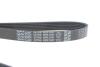 Ремінь DAYCO 6PK1341 (фото 4)